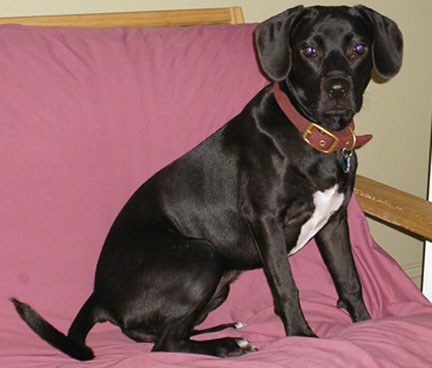 A thick muscular black dog with white on her chest, black soft shiny ears that hang down to the sides, dark round eyes, a long black tail and a black nose and lips sitting down on a fuchsia colored couch wearing a thick red collar.