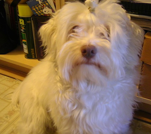 Front view of a long, thick, wavy, soft looking white dog with a brown nose and long hair covering up her eyes with a band holding up some of her top knot and ears that hang down to the sides sitting down on a white tiled floor in front of a shelf.