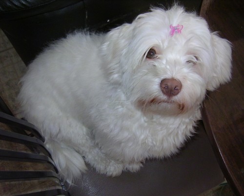 A small, soft thick coated white dog wiht a brown-liver colored nose and wide round eyes that are covered up by her long hair wearing a pink bow on her head sitting down looking up.