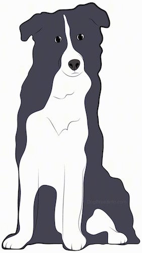A drawing of a black and white fluffy dog with small ears that fold over to the sides, a black nose and black eyes sitting down.