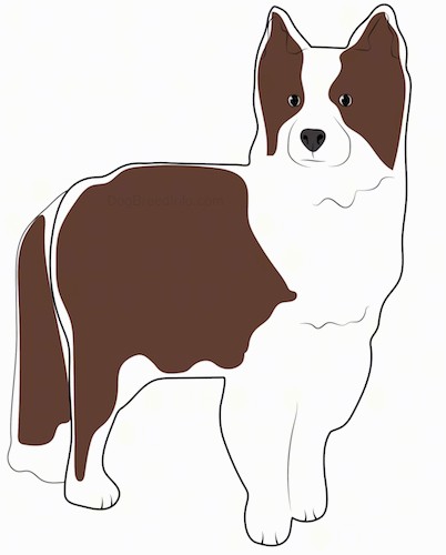 A drawing of a brown and white perk eared dog with a thick coat, long fluffy tail, black eyes and black nose standing.