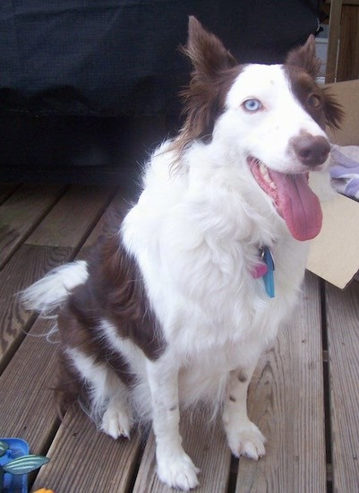A white and brown dog with a long muzzle, a brown nose, brown perk ears, one blue eye and one brown eye, a white snout and white body with patches of brown on her back and a fluffy tail sitting down outside on a wooden deck with her pink tongue hanging out.