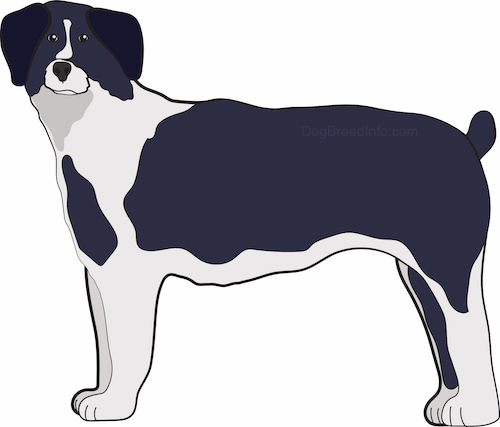 Side view of a drawing of a black and gray large breed thick coated dog with a nub for a tail.