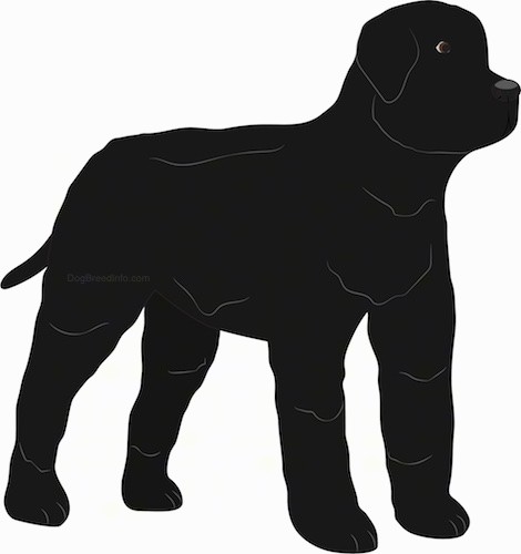 A drawing of a large, thick coated, black dog standing looking to the right. The dog has small ears that hang down to the sides and a long black tail.