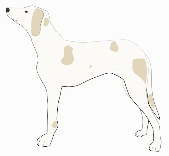 Side view - A tan with darker tan spots thin, hound looking hunting dog with a long pointy snout, long drop ears, dark eyes, a black nose and long legs with a long tail standing.