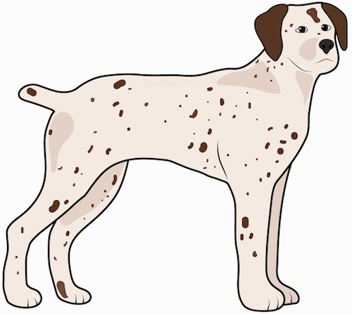A drawing of a tan dog with brown ticking spots and brown ears that hang down to the sides with a black nose and a stub for a tail standing sideways.