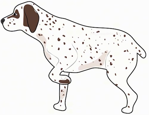 Side view of a white hunting dog with brown spots and brown ears with brown around his eyes and a black nose with one paw up in the air pointing.