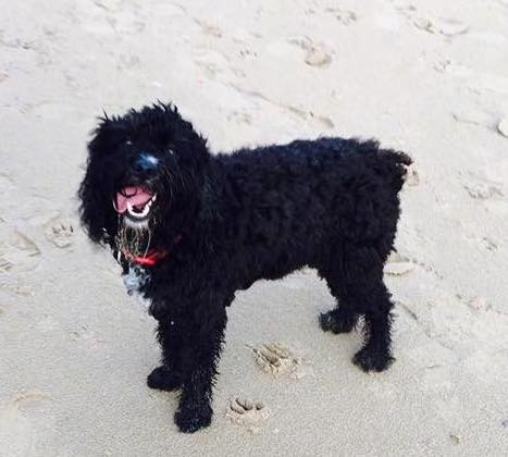 A black curly coated dog with his mouth open and tongue hanging out to the side with a shiny black nose and dark eyes standing on sand looking up wearing a red collar. The dog has a stub of a tail.