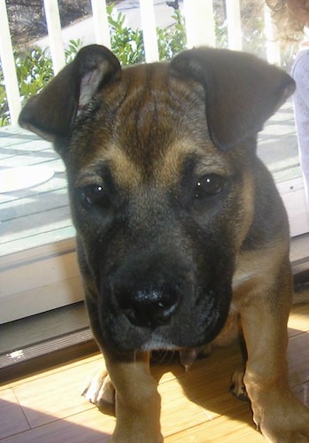Front view of a little brown and black puppy with small ears that fold over at the tips, brown eyes, a black nose and a large square snout standing in front of a sliding glass door with sun shiing in.