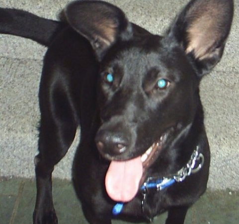 Front view of a large black dog with a long muzzle and ears that stand up, wide eyes and a black nose with its tongue showing. The dog has a long tail and is wearing a blue collar with chain links on it.