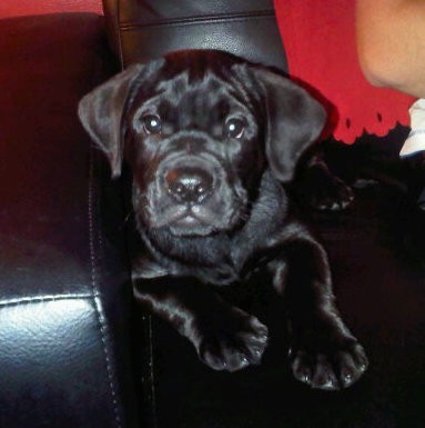 A thick, extra skinned black puppy with wrinkles and soft ears that hang down to the sides laying down on a black leather couch next to a person.