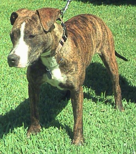 A brown brindle dog with white on her muzzle and chest standing in grass looking forward. The dog has a wide muscular chest, ears that hang over in the front in a v-shape, dark almond shaped eyes and a long tail.