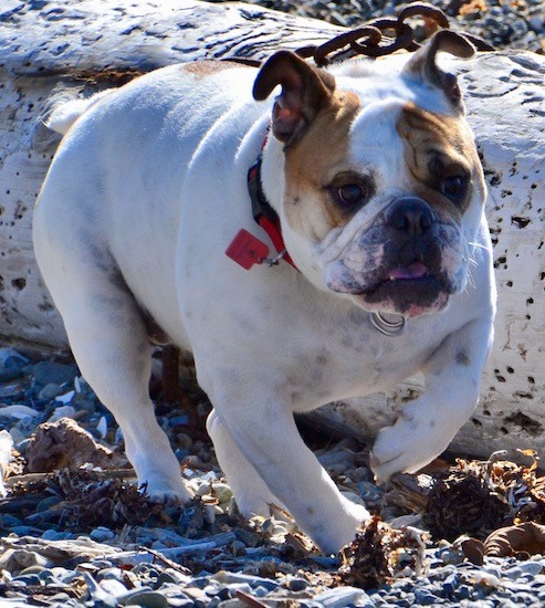 Action shot - Front side view of a thick white with tan dog wiht a pushed back face, a black nose and black eyes with small ears that go up and fold over at the sides and a wrinkly face walking along a pipe at the beach