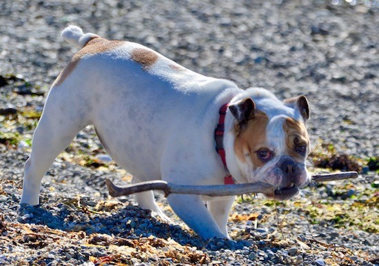 Side view of a thick white with tan dog wiht a pushed back face, a black nose and black eyes with small ears that go up and fold over at the sides and a wrinkly face playing with a stick at the beach