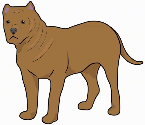 A drawing of a brown thick, muscular, extra-skinned dog with small pointy cropped ears, a black nose and dark eyes with a short square muzzle standing.