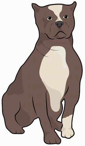 A drawing of a brown and tan wide chested, muscular dog with small cropped perk ears, a black nose and dark eyes sitting down.