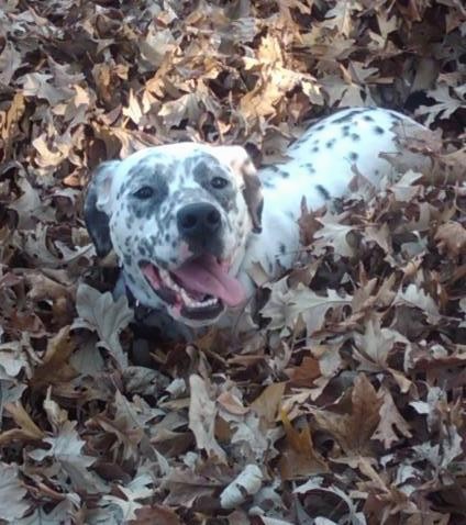 A white dog with black spots, black ears and a black nose with her pink tongue hanging out to the side and dark almond shaped eyes laying down outside in dried leaves.