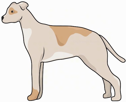 Side view of a brown, tan and white dog with a thick body and a small head with small rose ears and a long tail standing.