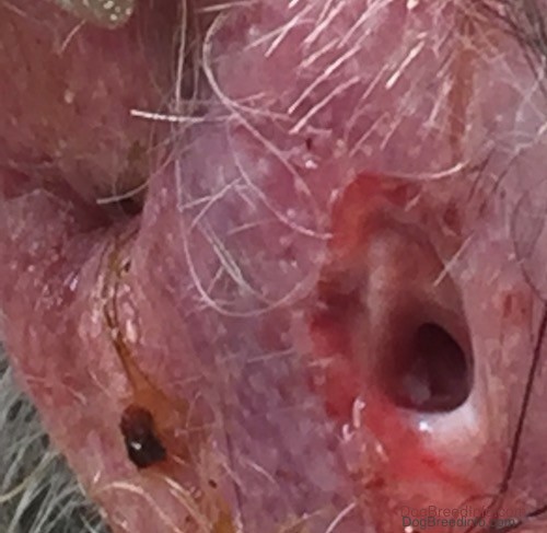 Close up - a deep hole on the pink inflamed rear end of a dog with yellow and red pus coming from it