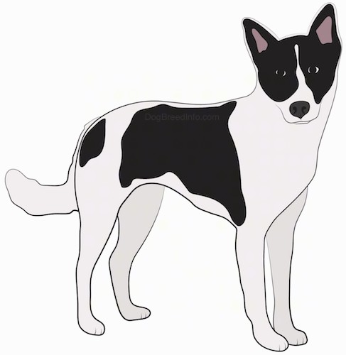 A drawing of a white and black dog with perk ears, a black nose, black round eyes and a long white tail standing up looking forward.