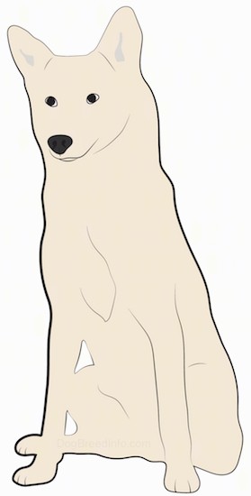 A drawing of a sitting tan dog with perk ears that stand up and are round at the tips, dark almond shaped eyes and a black nose.