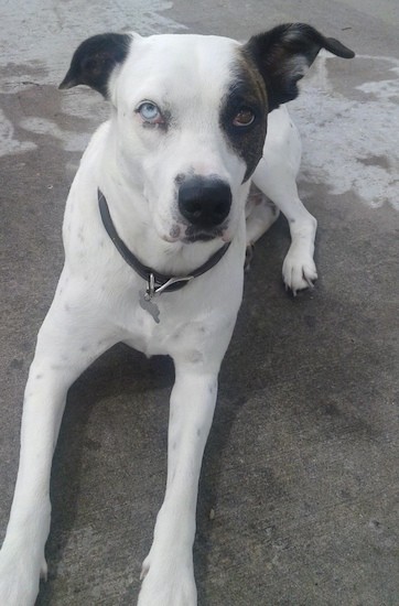 A large white dog with black patches over one eye and on her ears with one blue eye and one brown eye laying down on concrete