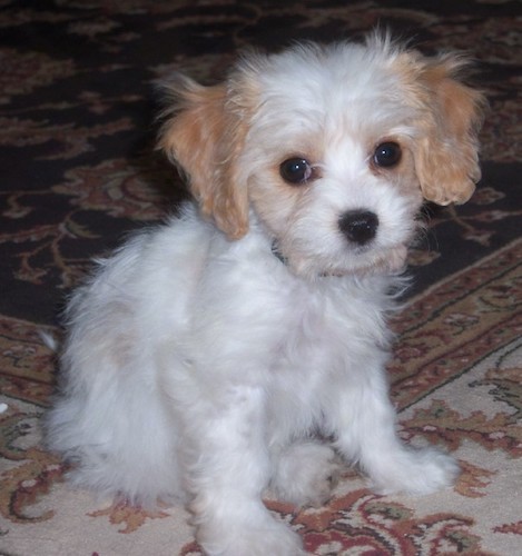 A soft coated, white with tan puppy with a white body, tan ears that hang down to the sides, wide round dark eyes and a black nose sitting on an oriental rug looking forward.