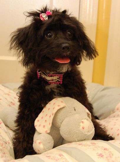 A small, wavy coated black dog with white on her chest and chin with wide dark eyes, a bow in her top knot, a bling pink and silver collar, ears that hang down to the sides with extra hair on them with a pink tongue showing sitting on a person's bed with a stuffed toy between her front legs.