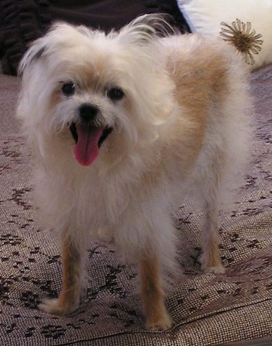 A small long coated tan dog with long hair flowing off of his head, round dark eyes, a black nose and his pink tongue hanging out standing on a couch. There is less hair on the dogs legs and more hair on his head and neck.