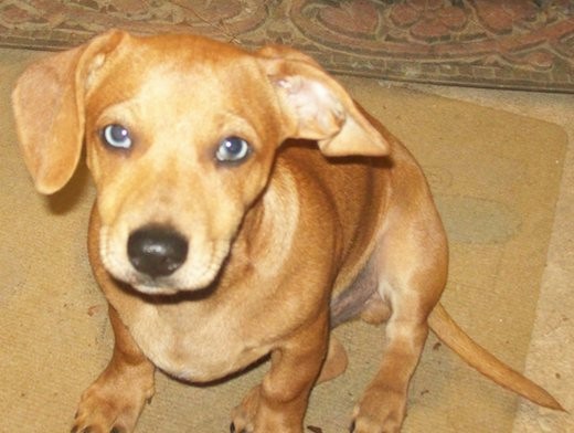 A small brown puppy with soft looking ears that fold down to the sides, a black nose, short legs, a long tail and two blue eyes sitting down on a tan mat looking up.