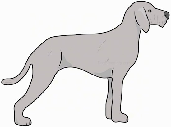 Side view drawing of a big light gray long, wiry looking dog with a long tail, long legs and ears that hang down to the sides standing up.