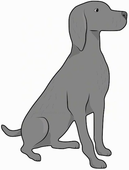 Side view drawing of a large breed gray dog with a long neck, ears and muzzle sitting down