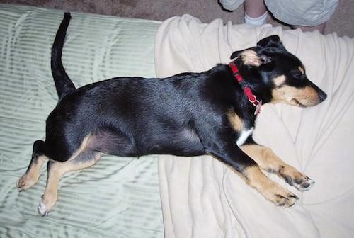 A black and tan dog with short legs and a long body, a long tail, a black nose, small rose ears that are pinned back with a patch of white on her chest wearing a red collar laying down sideways on a person's bed.