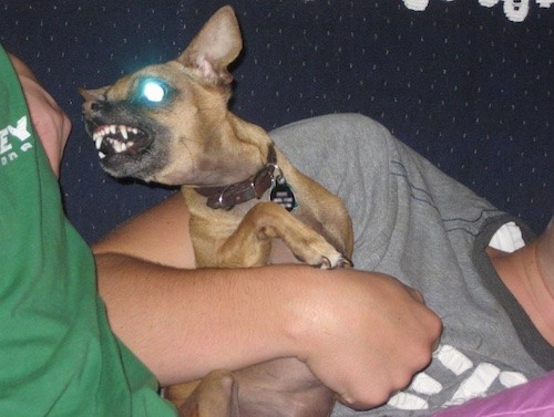 A small tan dog with a black muzzle and large perk ears in the arms of a person in a gray shirt who is laying on a couch. The dog is turned and bearing his teeth at a second person who is wearing a green shirt next to them.