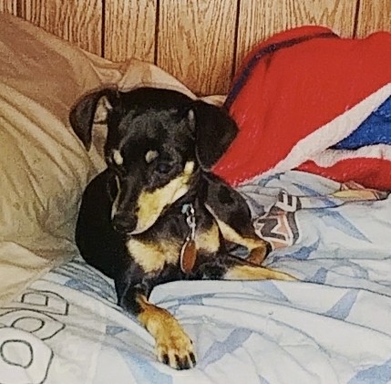 Front view of a small black and tan dog with ears that fold out and down to the sides, a long muzzle with a black nose and dark eyes laying down on a persons bed