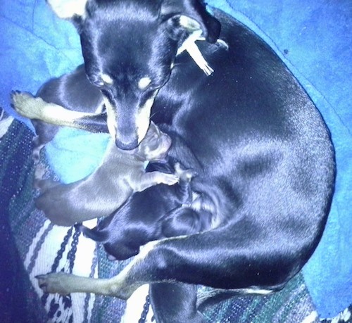 View from the top looking down at a little black and tan dog nursing a litter of puppies on top of blankets