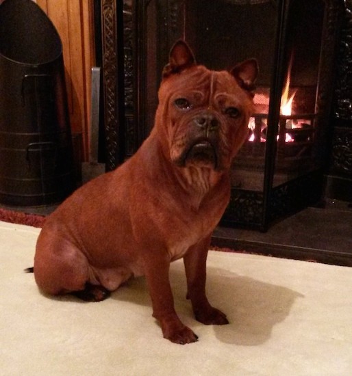 Front side view of an orangish-brown dog with small perk ears, a thick, wide muscular body, short hair and extra skin with wrinkles, a pushed back square looking muzzle with a big head, a black nose, dark lips and dewlaps that hang down sitting on a tan carpet in front of a burning fireplace.