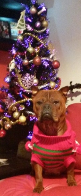 A shorthaired, wide, thick bodied dog with extra skin and wrinkles, slanty eyes, small perk ears, a square darker muzzle, black nose wearing a hot pink sweater with green stripes sitting down in front of a christmas tree on a red leather chair.