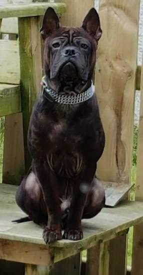 Front view of a short haired, wide chested, stocky, thick black dog with extra skin, wrinkles, perk ears, dark eyes sitting on a wooden bench wearing a thick silver wide collar that has a chain link look to it.