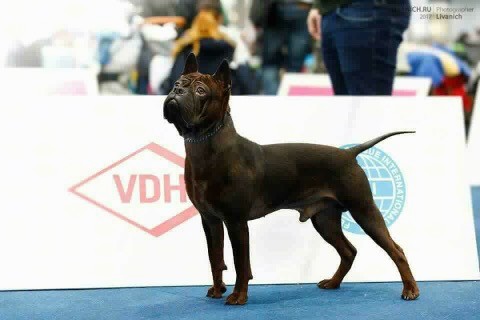 Side view of a dog with black with tints of brown coloring, a thick muscular body, a round head with a square muzzle, small peark ears, a long thin tail, a black nose and dark eyes standing in a stack pose at a dog show out on a blue floor in front of a white sign.