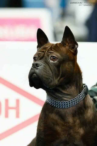 Close up head shot of a  well muscled dog with extra skin and wrinkles, small perk ears that stand up to a point, a black nose, dark brown eyes, a square muzzle, a bully looking round head sitting down in front of a white sign at a dog show wearing a silver chain link collar that is thick with many wide links sitting down looking to the left.