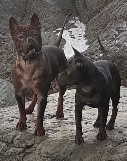 Two dark bully looking muscular dogs with extra skin and wrinkles and very short hair outside on a rock ledge. One dog is looking forward alert with its mouth parted and tail up looking happy and the other dog is looking to the left.