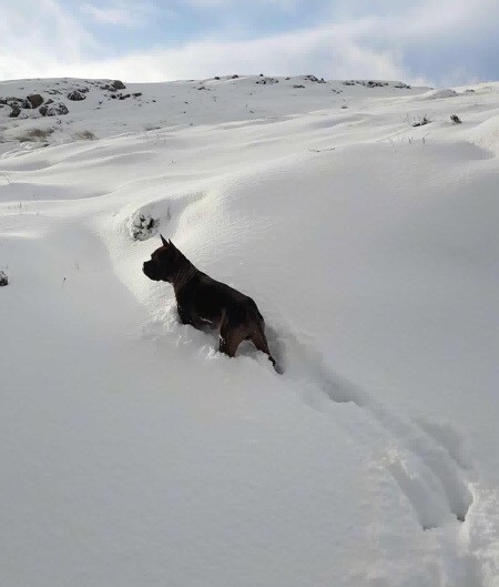 A thick, wide, perk earred dog with a square head and perk ears standing in deep snow.