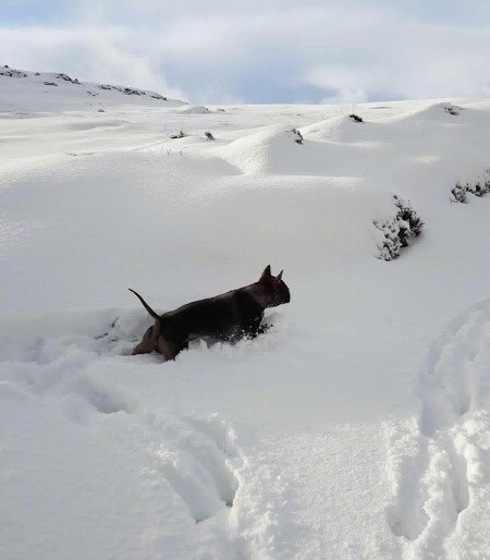 A short haired wide, thick dog running in deep snow up a hill.