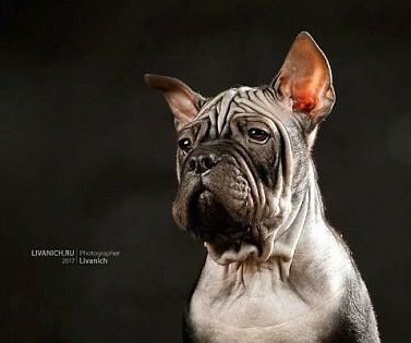 Front side view head shot of a wide chested gray puppy with extra skin and a lot of wrinkles, dark almond shaped droopy eyes and ears that come to a point and stand up in the air.