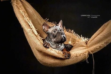 A gray puppy with a lot of extra skin and wrinkles with very short hair, perk ears and large paws laying down in a hammock looking to the right.