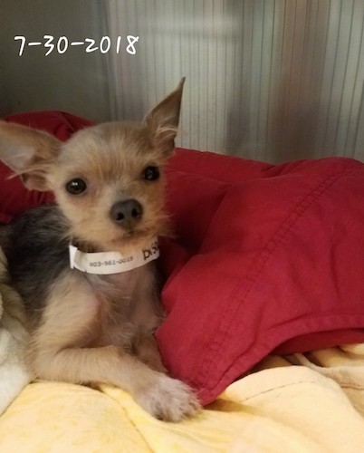 Front view of a tiny tan and black dog with bits of long hair coming from his snout and ears with large perk ears laying down on a red and a yellow blanket with a vet ID band around his neck.