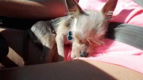 A tiny tan and black dog with large perk ears that stand up to a point laying down in a person's lap in a car sleeping.