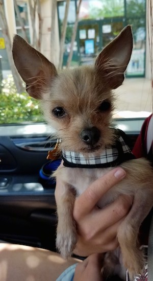 A person holding a very small tan dog with large perk ears and a scruffy face, black nose and dark eyes in a car.