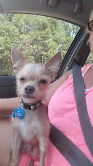 A small tan dog sitting on the lap of a lady wearing a seat belt and a pink shirt inside of a car. The dog is wearing a big blue dog tag.